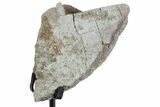 Fossil Sauropod Limb Bone Section with Metal Stand - Colorado #383248-1